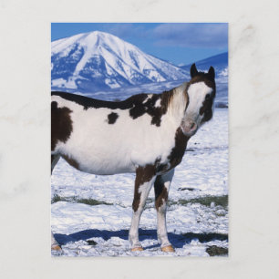 雪に立っているペンキの馬 ポストカード