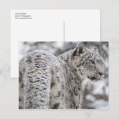 雪に立つユキヒョウ ポストカード (正面/裏面)