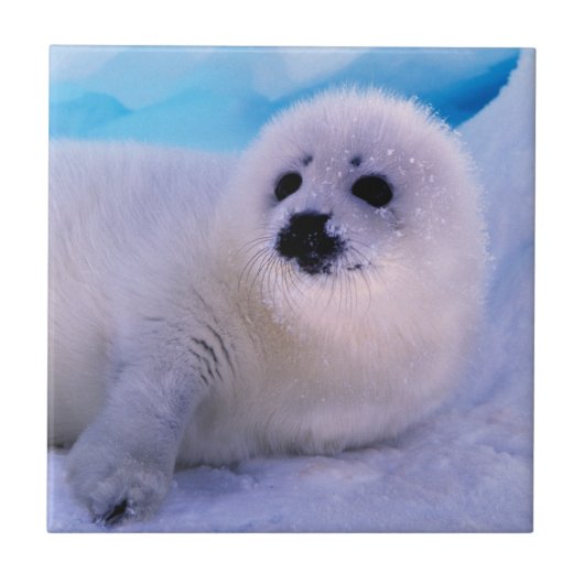 雪に覆われたアザラシの赤ちゃん タイル (正面)