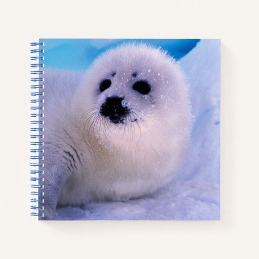 雪に覆われたアザラシの赤ちゃん ノートブック (正面)