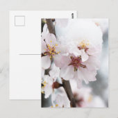 雪に覆われたアーモンドの木の花 ポストカード (正面/裏面)