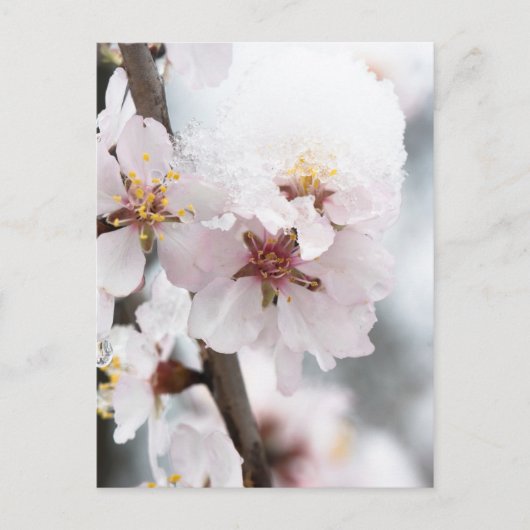 雪に覆われたアーモンドの花 ポストカード (正面)