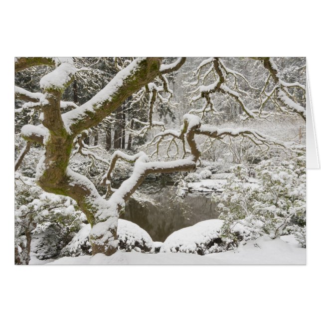 雪に覆われたイロハモミジ (正面横)