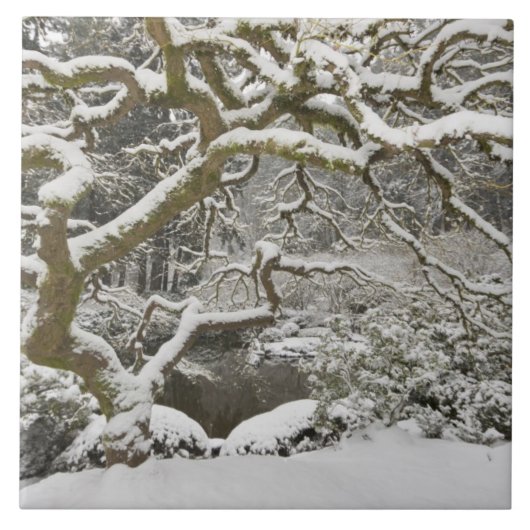 雪に覆われたイロハモミジ タイル (正面)