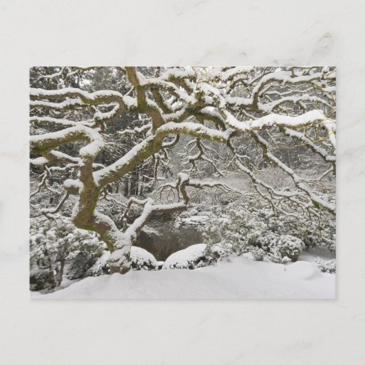 雪に覆われたイロハモミジ ポストカード (正面)