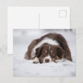 雪に覆われたオーストラリアの羊飼いの赤いトリ ポストカード (正面/裏面)