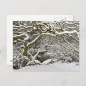 雪に覆われたカエデ日本のラ ポストカード (正面/裏面)