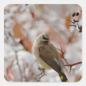 雪に覆われたサンザシの上で成虫の杉がよろめいていた スクエアシール (正面)