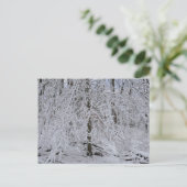 雪に覆われたシラカバの木々 ポストカード (スタンド正面)
