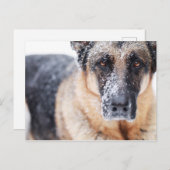 雪に覆われたジャーマン・シェパードのクローズアップ ポストカード (正面/裏面)