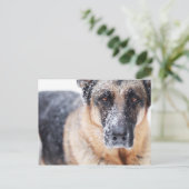 雪に覆われたジャーマン・シェパードのクローズアップ ポストカード (スタンド正面)