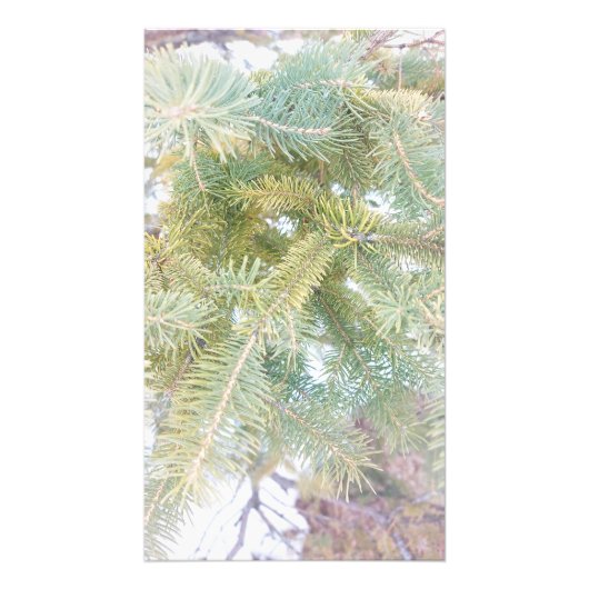雪に覆われたトウヒの木買今 フォトプリント            (正面)