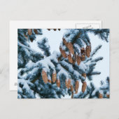 雪に覆われたトウヒの枝と羽毛 ポストカード (正面/裏面)