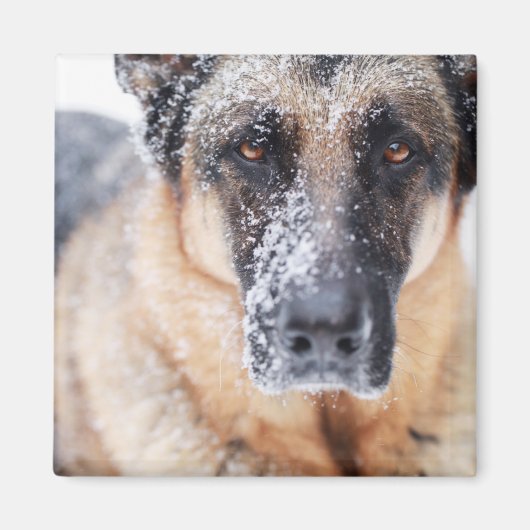 雪に覆われたドイツの羊飼い マグネット (正面)