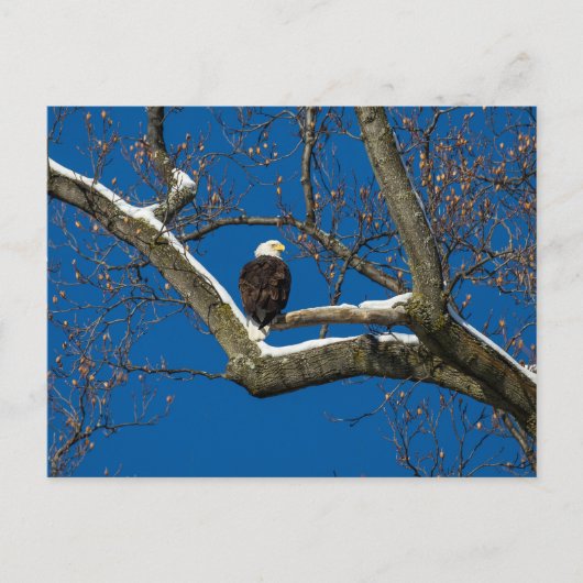 雪に覆われたワシ ポストカード (正面)