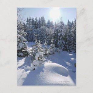 雪に覆われた冬の風景2 ポストカード