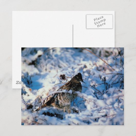 雪に覆われた小鳥 ポストカード (正面/裏面)