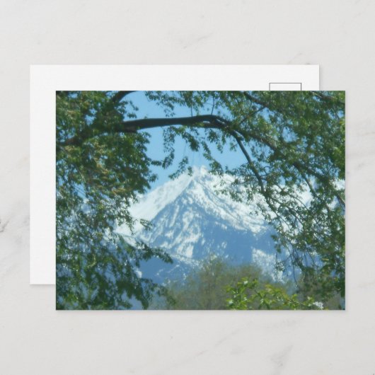 雪に覆われた山が葉を通る ポストカード (正面/裏面)