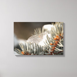 雪に覆われた常緑樹の枝に灰色の羽毛 キャンバスプリント