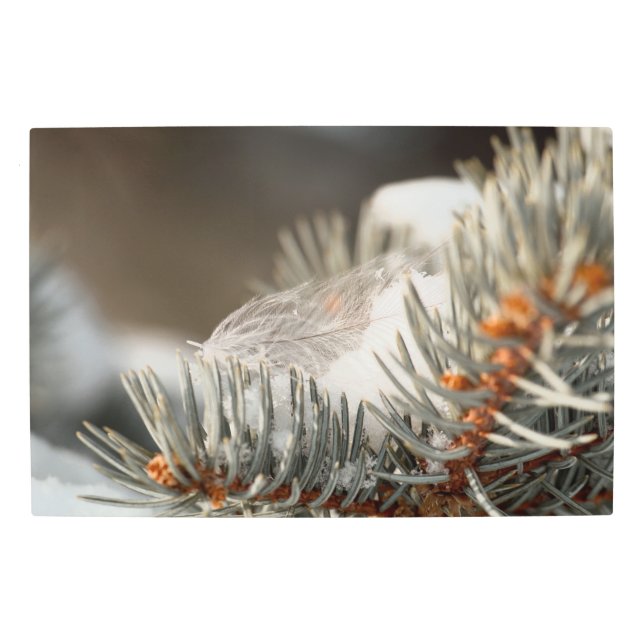 雪に覆われた常緑樹の枝に灰色の羽毛 メタルプリント (正面)