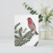 雪に覆われた常緑樹の鳥 ポストカード (スタンド正面)