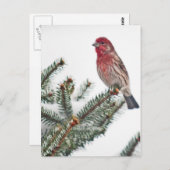 雪に覆われた常緑樹の鳥 ポストカード (正面/裏面)