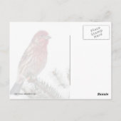 雪に覆われた常緑樹の鳥 ポストカード (裏面)