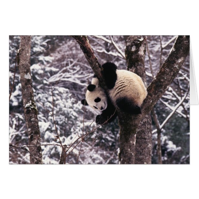 雪に覆われた木の上で遊ぶパンダの子, (正面横)