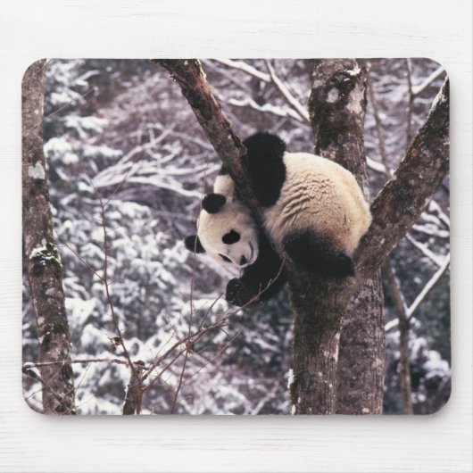 雪に覆われた木の上で遊ぶパンダの子 マウスパッド (正面)
