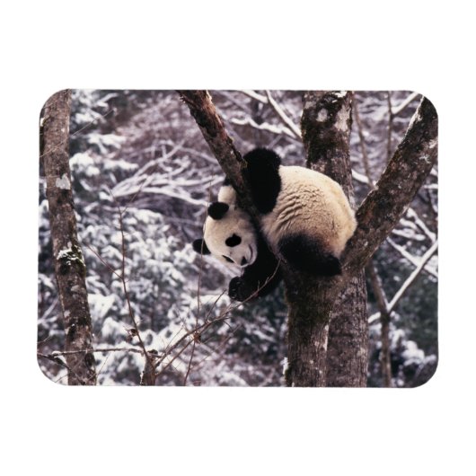 雪に覆われた木の上で遊ぶパンダの赤ちゃん、 マグネット (横)