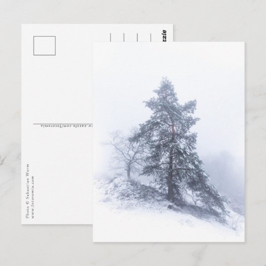 雪に覆われた木の冬の写真はがき ポストカード (正面/裏面)