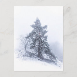 雪に覆われた木の冬の写真はがき ポストカード