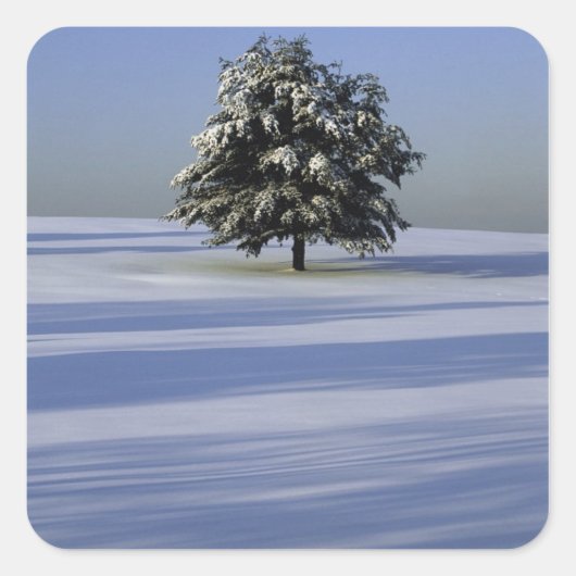 雪に覆われた木 スクエアシール (正面)