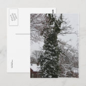 雪に覆われた木 ポストカード (正面/裏面)