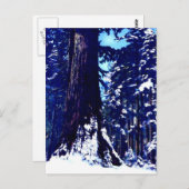 雪に覆われた木 ポストカード (正面/裏面)