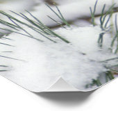 雪に覆われた松の木に生えた北(鳥)ショウジョウコウカンチョウの女神 フォトプリント (角)