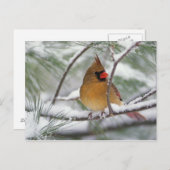 雪に覆われた松の木に生えた北(鳥)ショウジョウコウカンチョウの女神 ポストカード (正面/裏面)