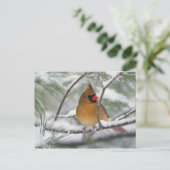 雪に覆われた松の木に生えた北(鳥)ショウジョウコウカンチョウの女神 ポストカード (スタンド正面)