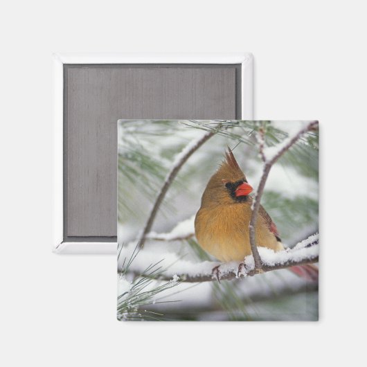 雪に覆われた松の木に生えた北(鳥)ショウジョウコウカンチョウの女神 マグネット (正面/裏面)