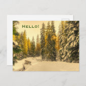 雪に覆われた松の木の森自然写真こんにちは ポストカード (正面/裏面)