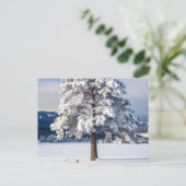 雪に覆われた松の木 ポストカード (スタンド正面)