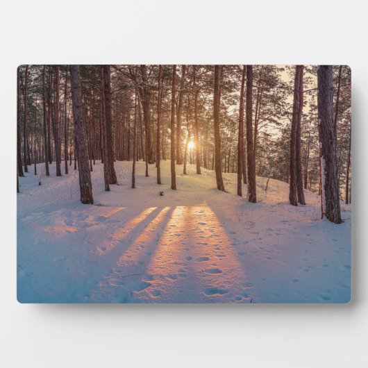雪に覆われた松林の夕日 フォトプラーク (正面)