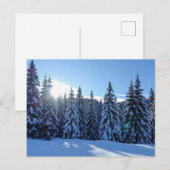 雪に覆われた松林の風景 自然の景色 旅行 シーズンポストカード (正面/裏面)