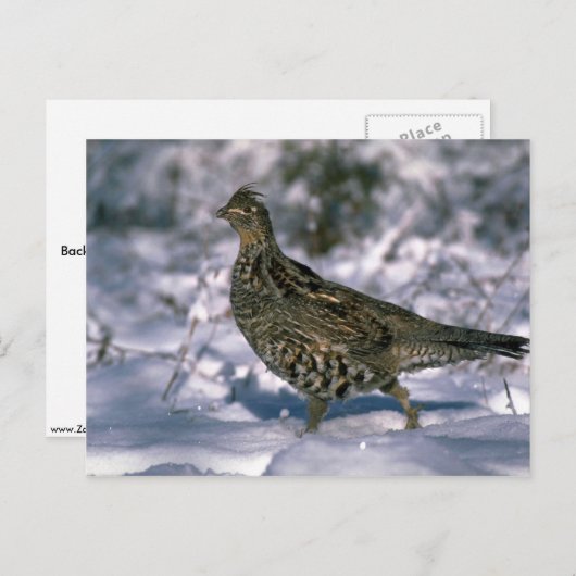 雪に覆われた森の中に立っている人毛の生い茂り ポストカード (正面/裏面)