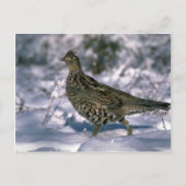 雪に覆われた森の中に立っている人毛の生い茂り ポストカード (正面)