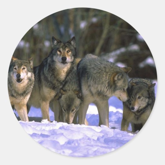 雪に覆われた森の端にある灰色のオオカミの群れ ラウンドシール (正面)