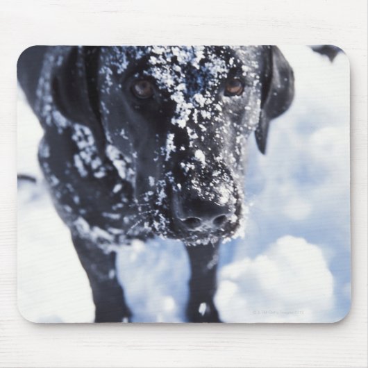 雪に覆われた犬 マウスパッド (正面)