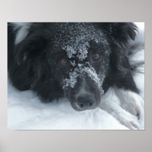 雪に覆われた縁どコリー犬 ポスター
