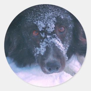 雪に覆われた縁どコリー犬 ラウンドシール