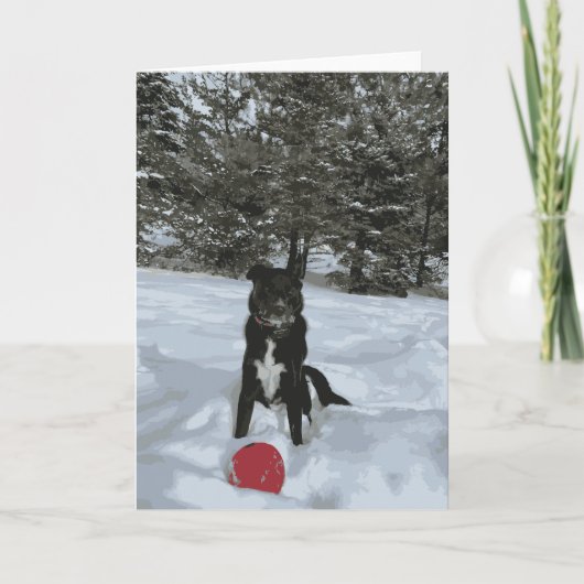 雪に覆われた赤い球を乗せたハスキーな実験犬 カード (正面)
